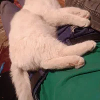 گربه خانگی نژاد پرشین ۷ماهه