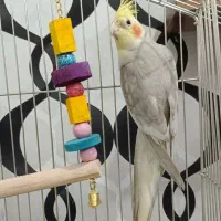 عروس هلندی نر آهویی آماده جفت گیری|پرنده|ری, ملک‌آباد|دیوار