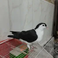 کبوتر سیا پاک