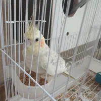۲ تا عروس هلندی ماده بالغ