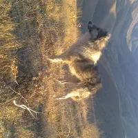 سگ گله ای|سگ|سنندج, |دیوار