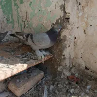 کبوتر دورگ|پرنده|کرخه, |دیوار