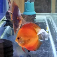 دیسکس|ماهی|باسمنج, |دیوار