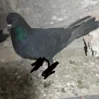 کبوتر گرفته شده