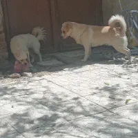واگذاری سگ پامر کراس