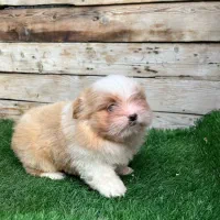 واگذاری شیتزو‌کراس