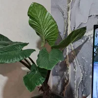 گل بابا آدم