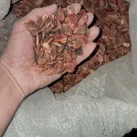 تخم هندوانه ژاپنی تمیز و قرمز|خوردنی و آشامیدنی|مشهد, ادیب نیشابوری (شهرک غرب)|دیوار