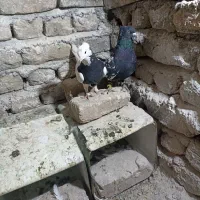 یک جفت کفتر فروشی|پرنده|فردوس (خراسان), |دیوار