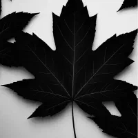 ایفون ۱۱ پرومکس