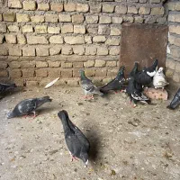 کفتر رنگه سبز موشی چپ سینه معاوضه
