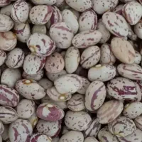 سلام ۸ تن لوبیا چیتی سرحد اقلید