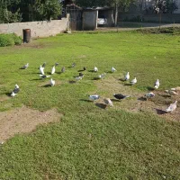 تعدادی کبوتر نر وماده وچندتا هم جوجه بزرگ