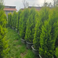 حراج لاوسون و یاس هلندی