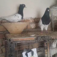 کبوتر کله سیاه|پرنده|بستان آباد, |دیوار