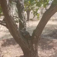 خریدو فروش چوب وحرس باغبانی