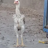 جوجه لاری