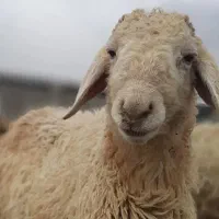 فروش گوسفند مغان با بره