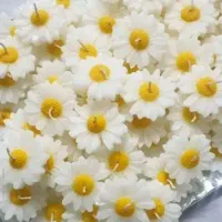 گیفت شمع بابونه