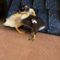 اردک|پرنده|سیرجان, |دیوار