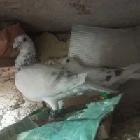 ساراغون نروماده|پرنده|مشهد, رده|دیوار