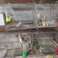 عروس هلندی|پرنده|ارومیه, |دیوار