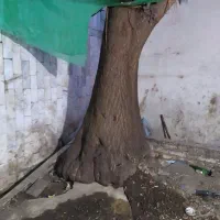 گل گیاه