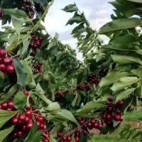 نهال مثمرغیرمثمرآرش