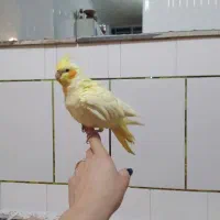 یک جفت عروس هلندی نر و ماده دستی|پرنده|سمیرم, |دیوار