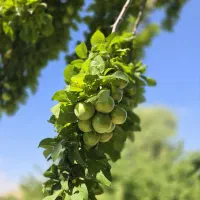 ۱۲۶۰ متر باغ قدیمی با درختان مثمر