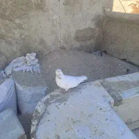 ۴ عدد کفتر تهرانی