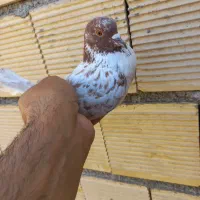 گرفته شب|حیوانات|کرمانشاه, |دیوار