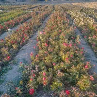 کندرز هلندی