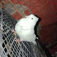 کبوتر طوقی نر  گمشده.    گم شده.  معامله با پلاکی