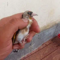 سهره نر قفس نرسرمایی|پرنده|سقز, |دیوار