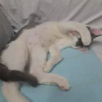 گربه خانگی|گربه|گلبهار, شهر جدید گلبهار|دیوار