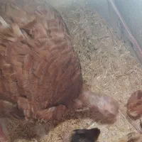 بوقلمون بوربون