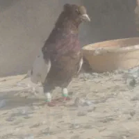 کفتر فقط امروز