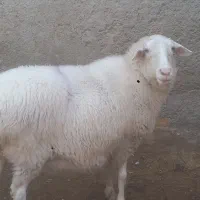 میش دورگ آصف و بره ماده آصف با تخفیف|حیوانات مزرعه|اشکذر, |دیوار