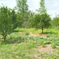 زمین باغی نارنگی تابستانه