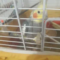 عروس هلندی نر
