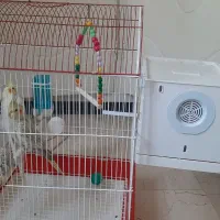 عروس هلندی|پرنده|تهران, دردشت|دیوار