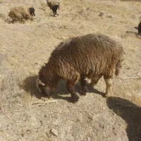 سلام ۳راس کاوه قوچ دو رگ ترکی بختیاری|حیوانات مزرعه|ارژن, |دیوار