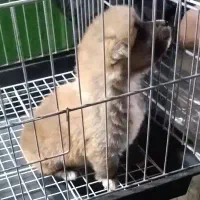 سگ اشپیتز پامر اصل|سگ|شیراز, شهرک والفجر|دیوار