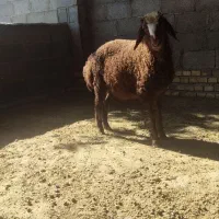 بره نر کیلو نیست بشرط