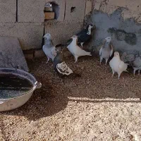 کفتر|پرنده|رضویه, |دیوار