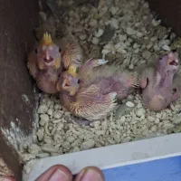 جوجه عروس هلندی لوتینو