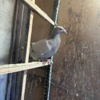 کاغذی نر زد و خوردی موقلف خطی|پرنده|قزوین, |دیوار