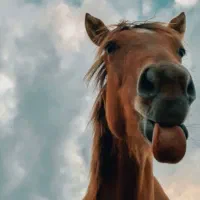 آموزش خصوصی سوارکاری  ( برای تمامی سطوح)