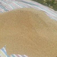 گندم و جو بذری درجه یک و تمیز